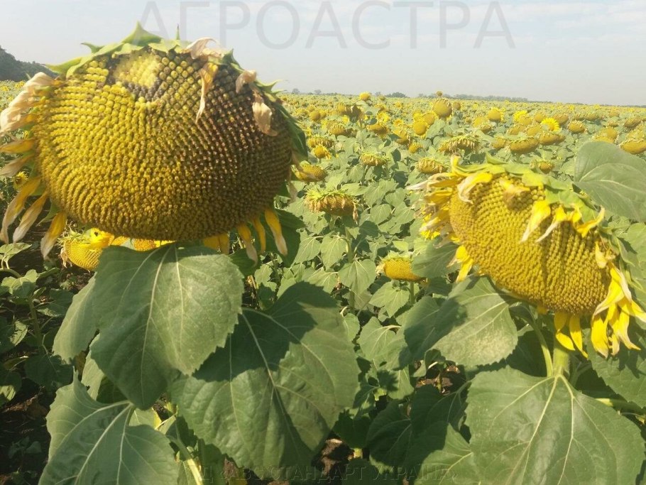 ЕС Янис гибрид подсолнечника