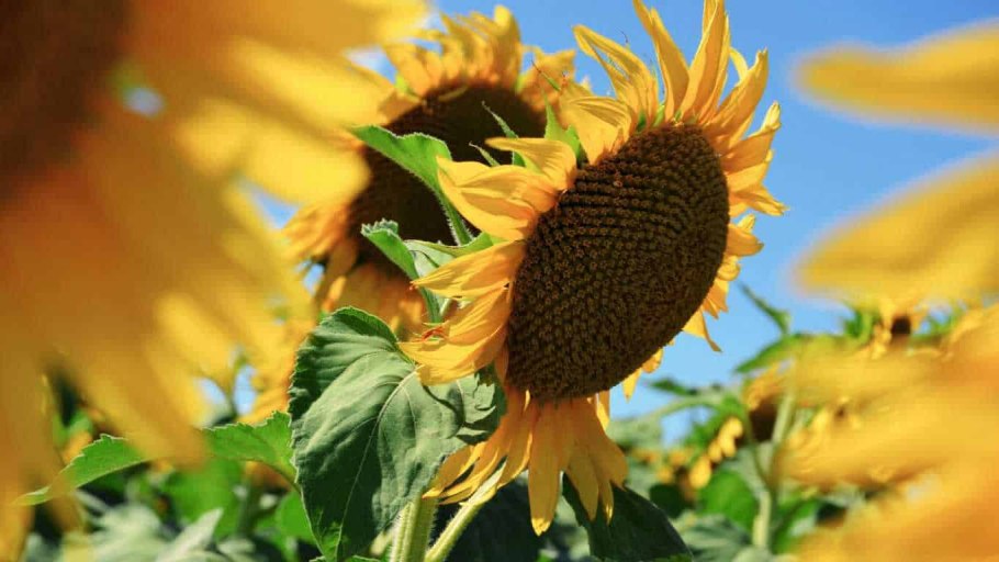 Подсолнечник калифорнийский