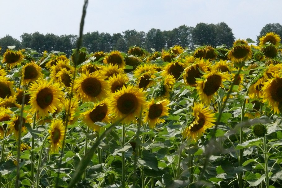 Sunflower в Индии
