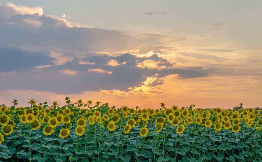 Сельское хозяйство Подсолнухи