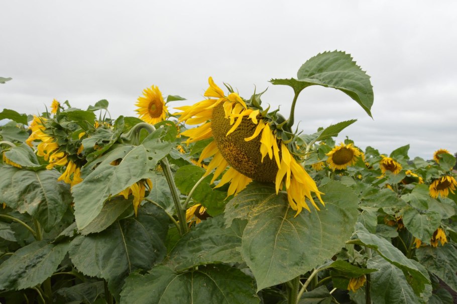 Подсолнечник маслянистый