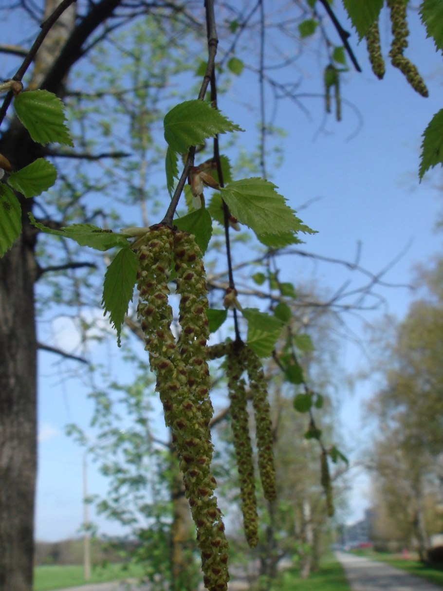 Betula pubescens Aurea