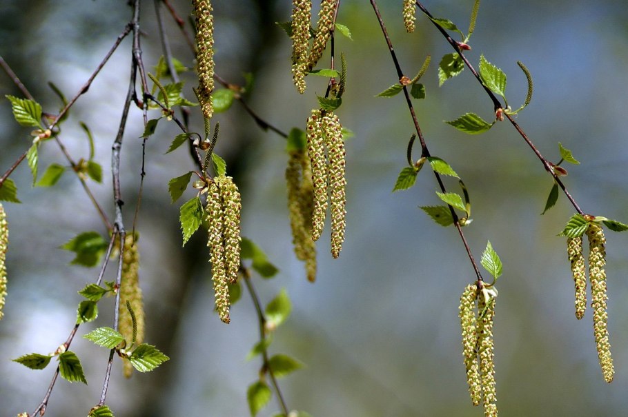 Betula pubescens Ботаническая иллюстрация