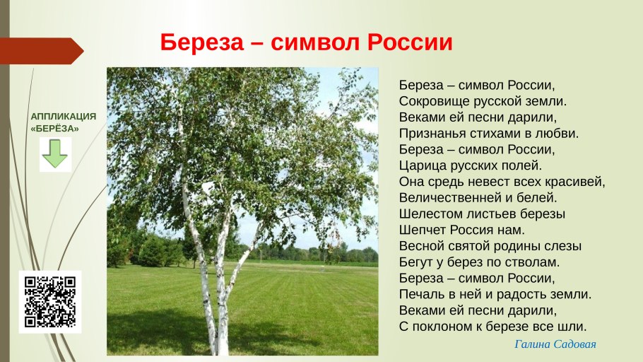 Береза повислая плод
