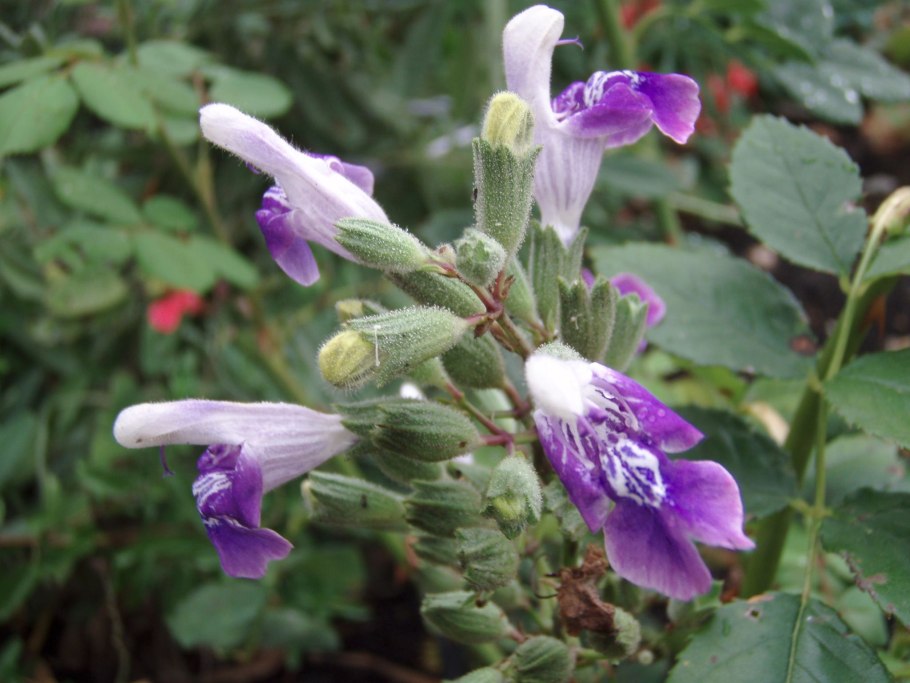 Фотофон лавандового цвета