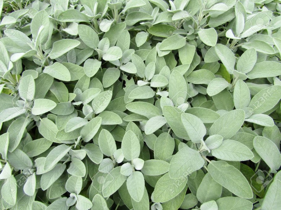 Шалфей Фармакогнозия