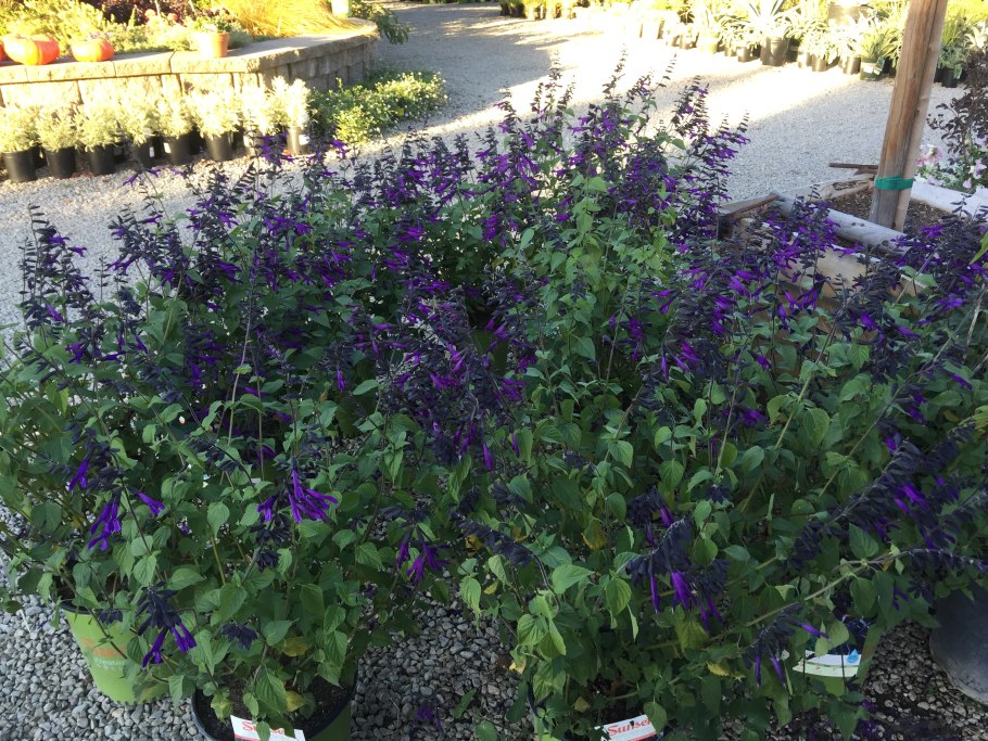 Шалфей Дубравный 'amistad'