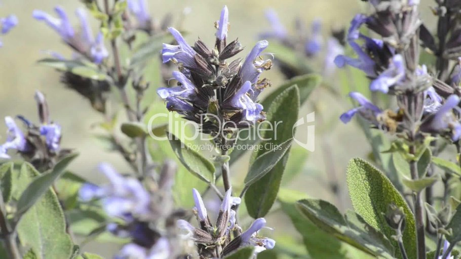 Сальвия Пурпл