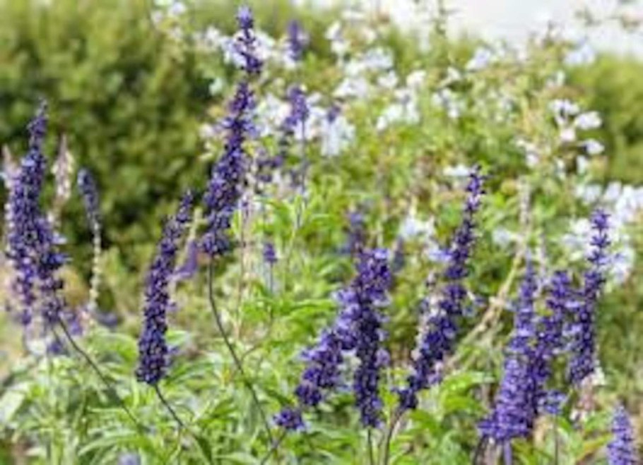 Шалфей в блюдах