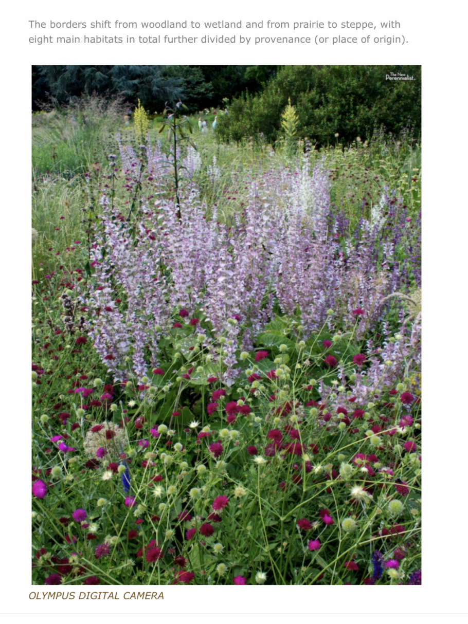 Шалфей Salvia nemorosa Night field