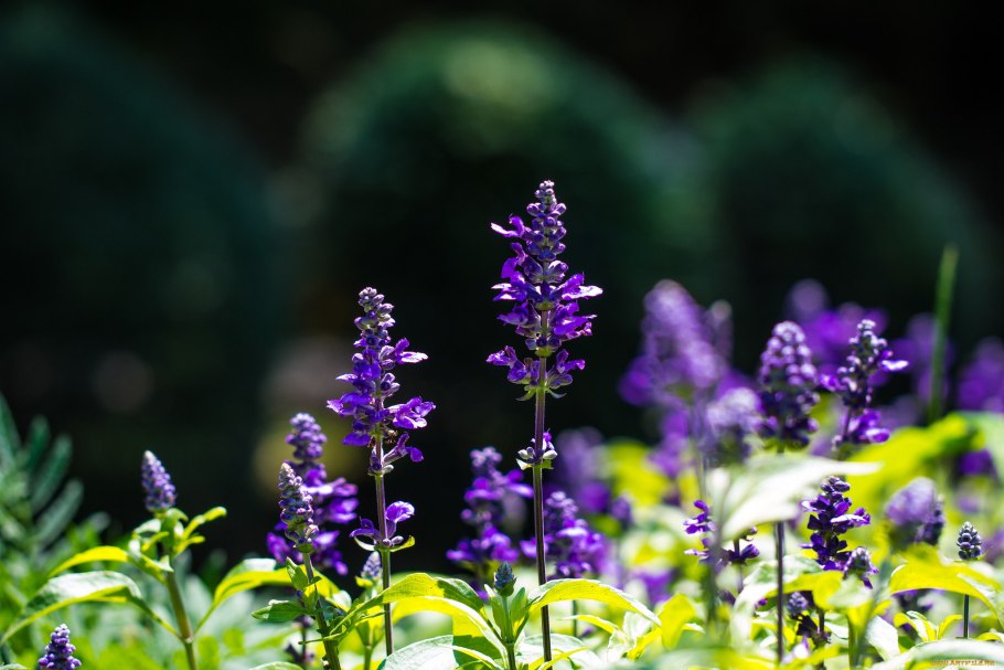 Шалфей лекарственный, Salvia officinalis "Sage"