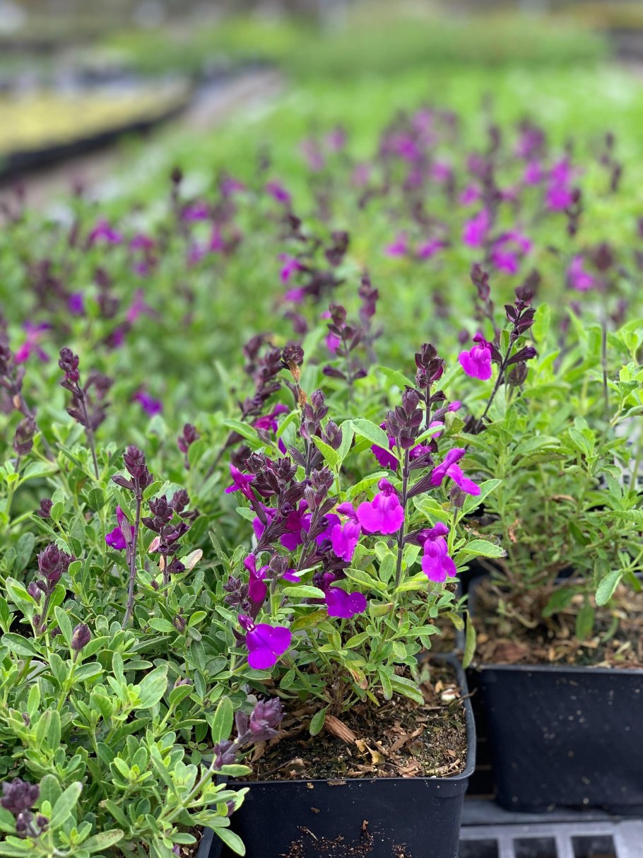 Базилик тимьян розмарин