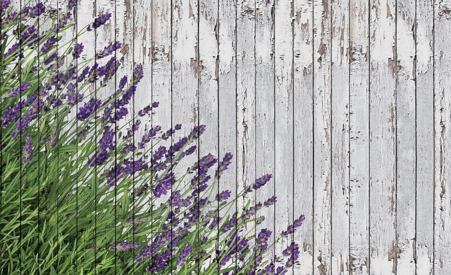 Шалфей Эфиопский