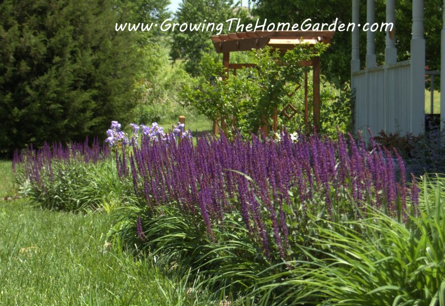 Лилейник и шалфей кородонна