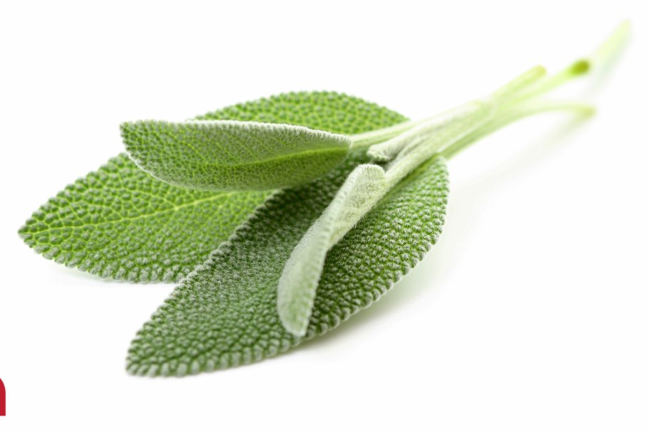 Шалфей огородный фото