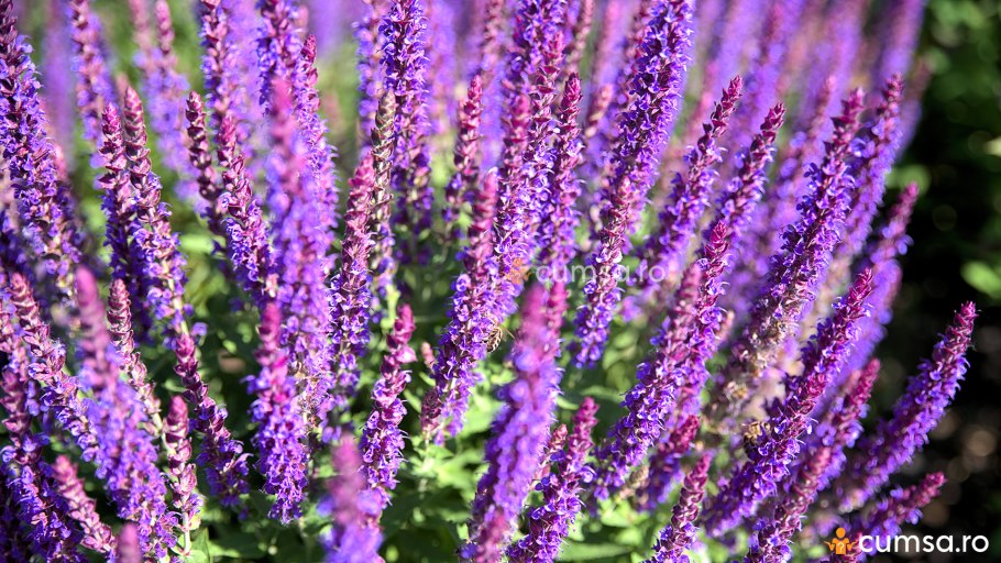 Сальвия мучнистая Виктория синяя