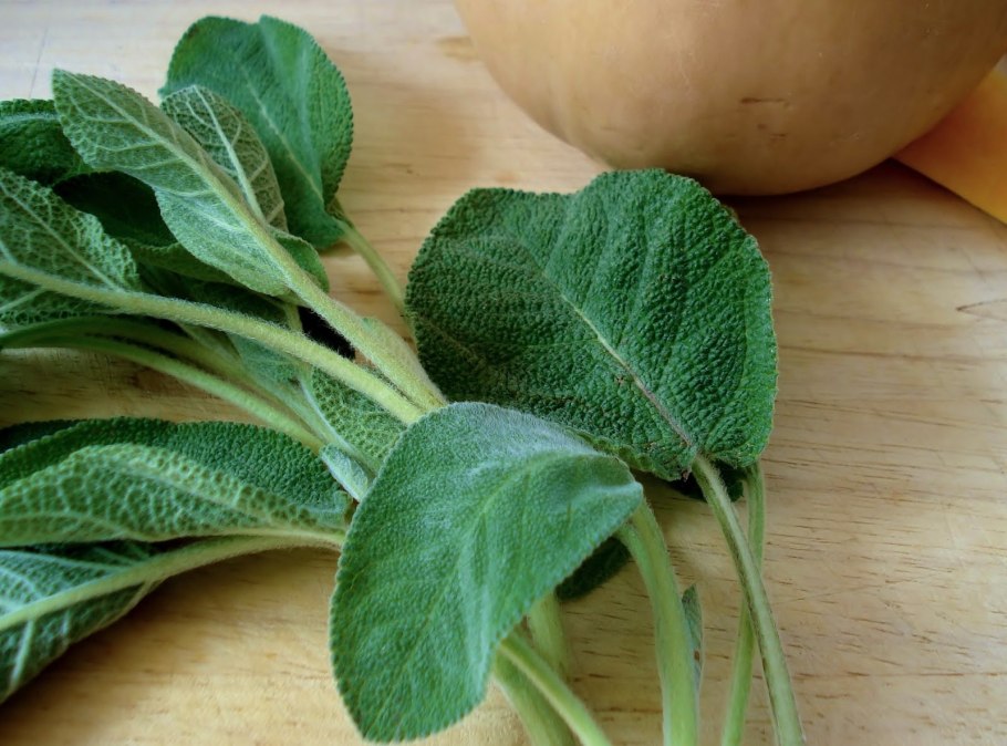 Вероника колосистая в саду