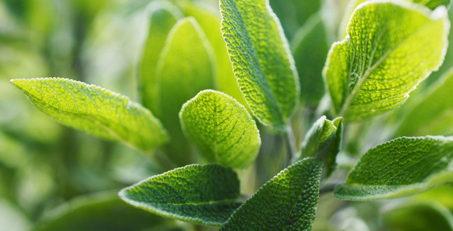 Палитра шалфей селадон олива