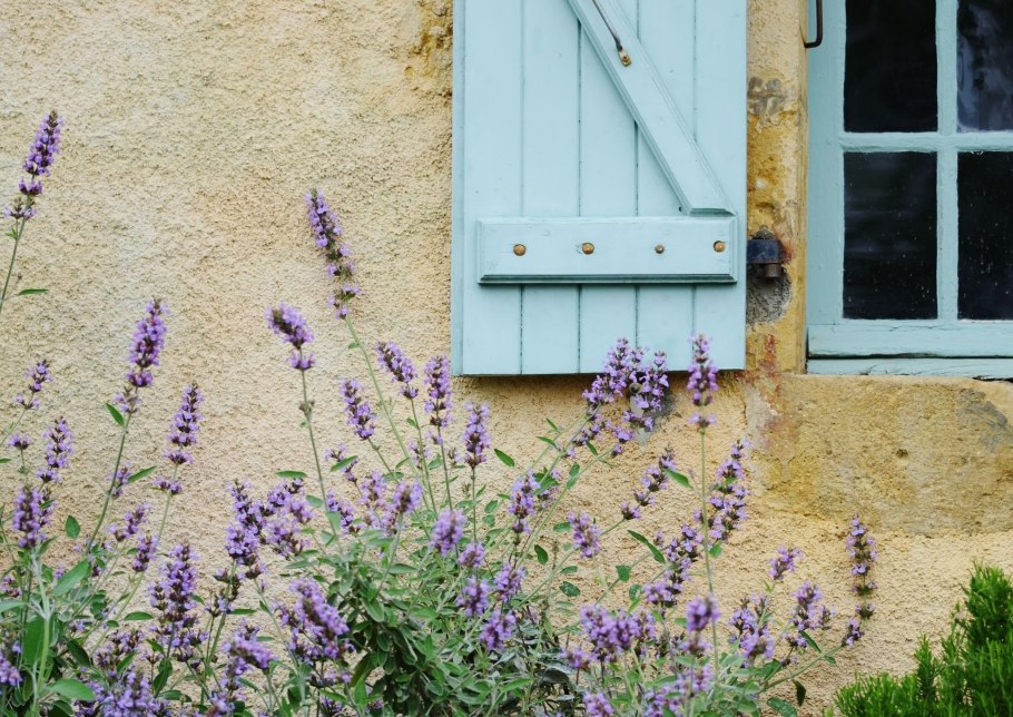 Шалфей - Священная трава