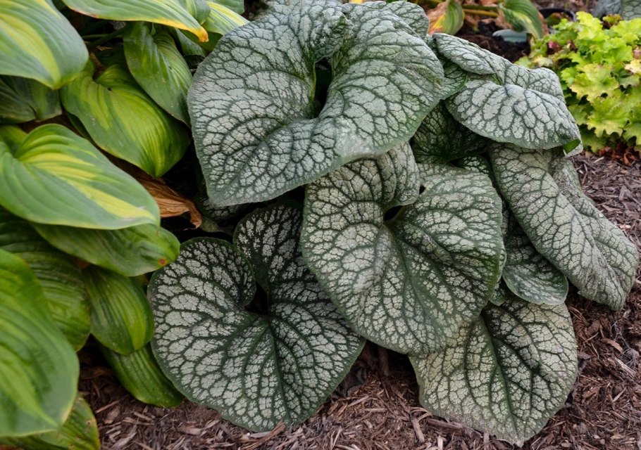 Бруннера крупнолистная Джек Фрост