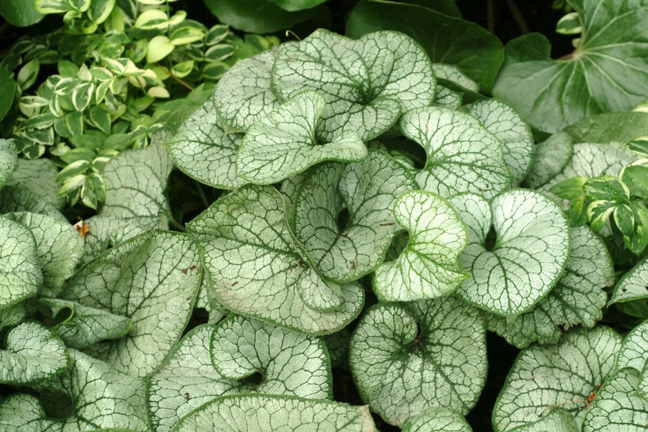 Незабудка Бруннера