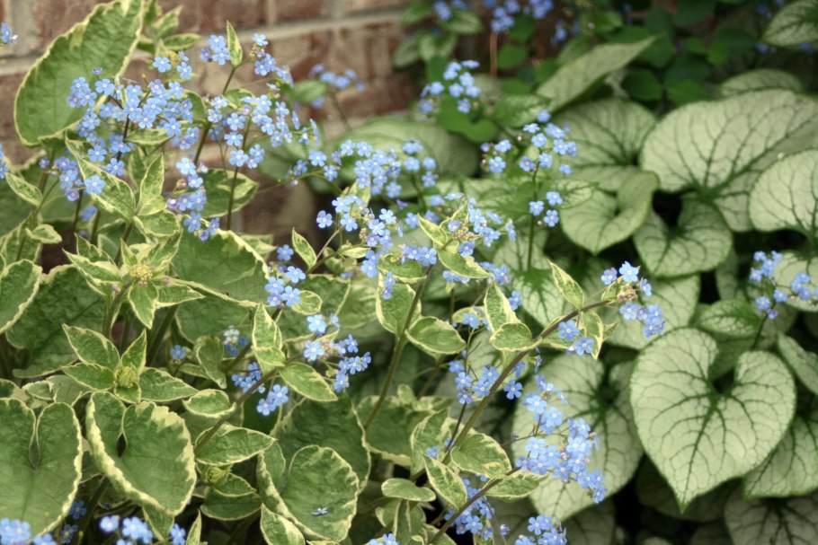 Бруннера крупнолистная (Brunnera macrophylla &#96;variegata&#96;)