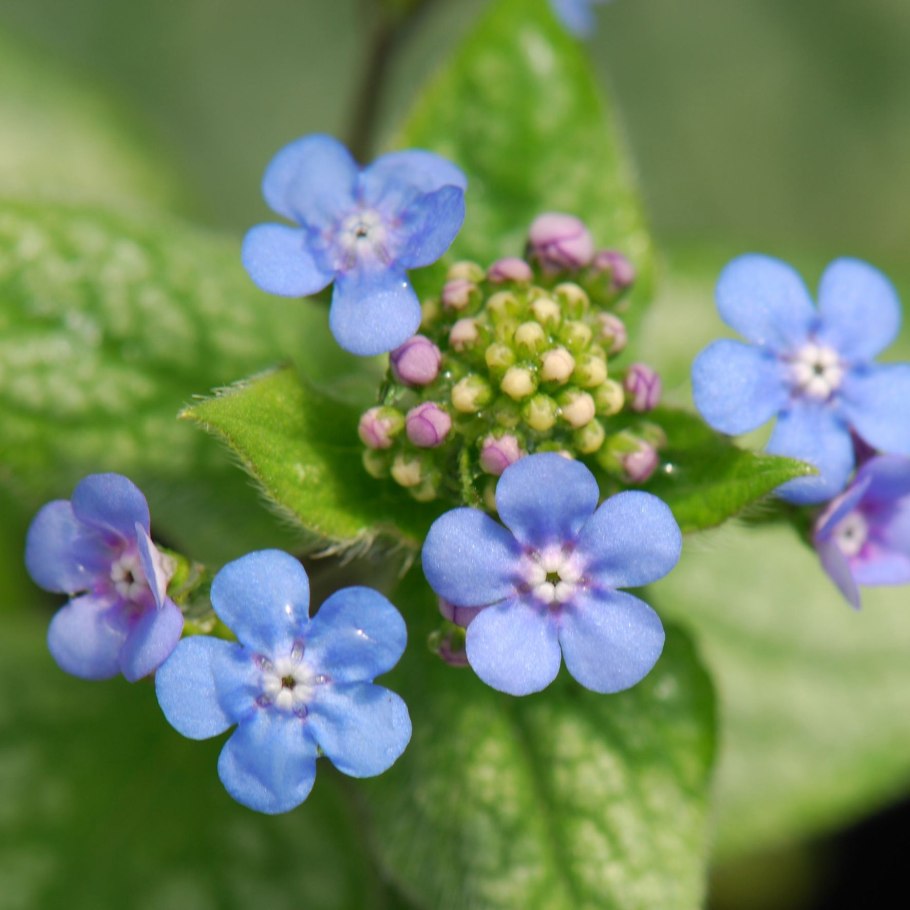 Brunnera macrophylla