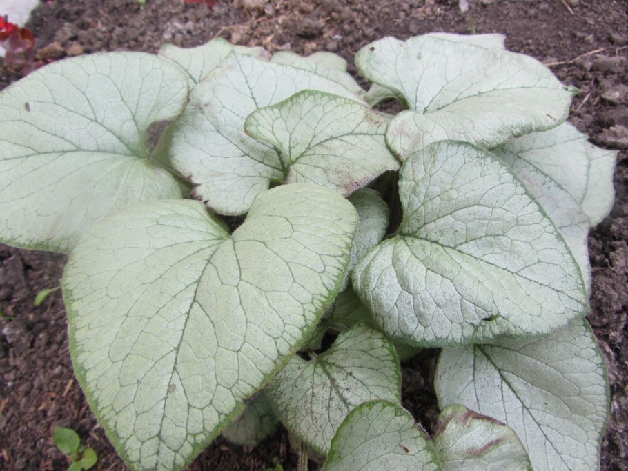 Brunnera macrophylla