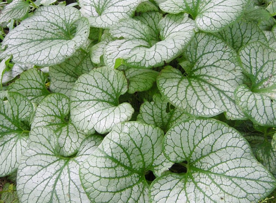 Бруннера macr. Jack Frost