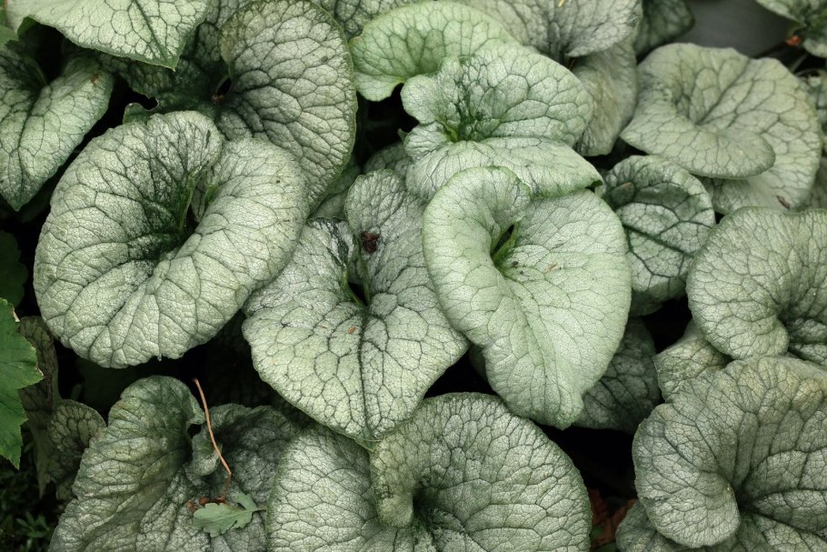 Бруннера крупнолистная (Brunnera macrophylla &#96;variegata&#96;)