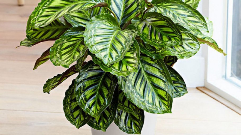 Алоказия Линдена