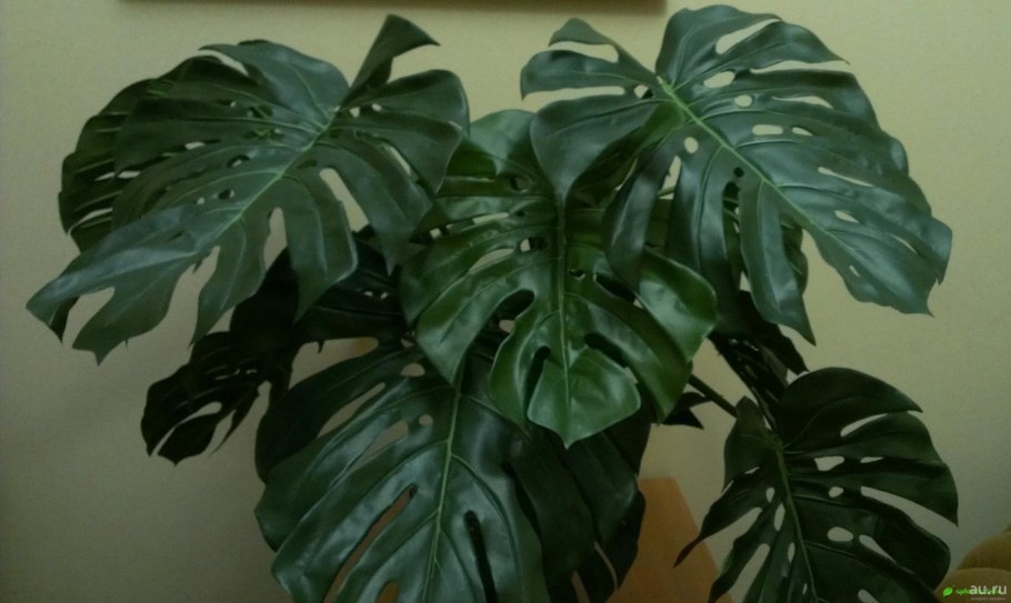 Калатея серебристая