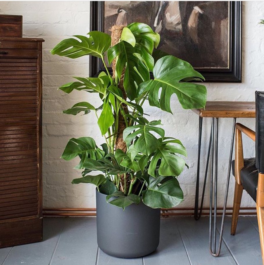 Фикус лировидный