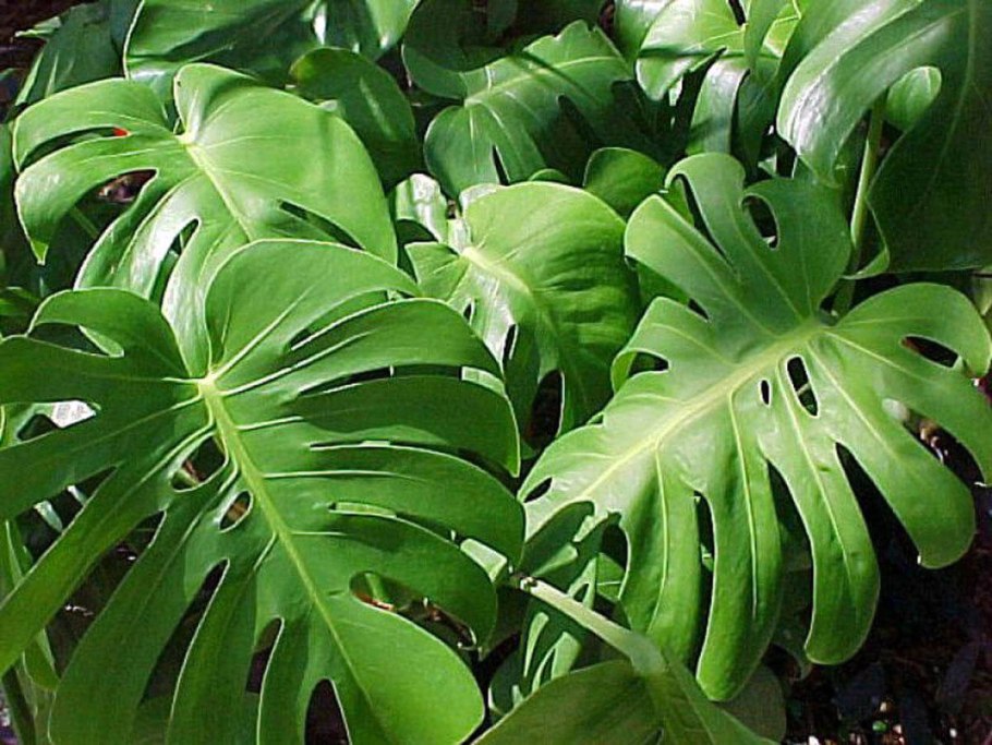 Ктенанта Оппенгейма Ctenanthe oppenheimiana