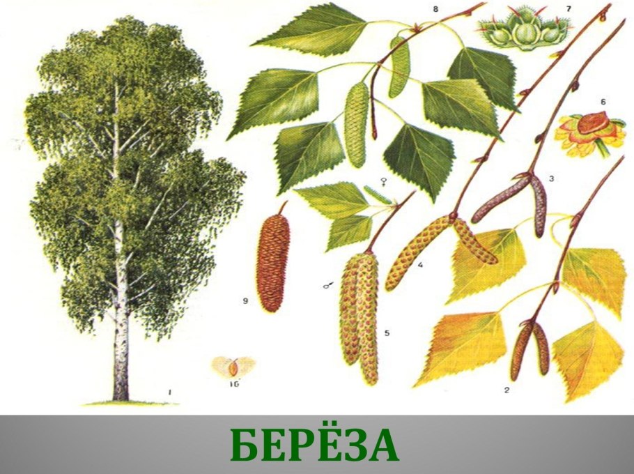 Береза пушистая Betula pubescens