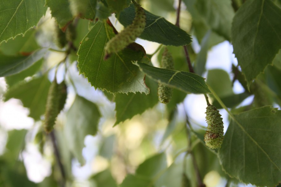 Береза повислая (лат. Bétula péndula)