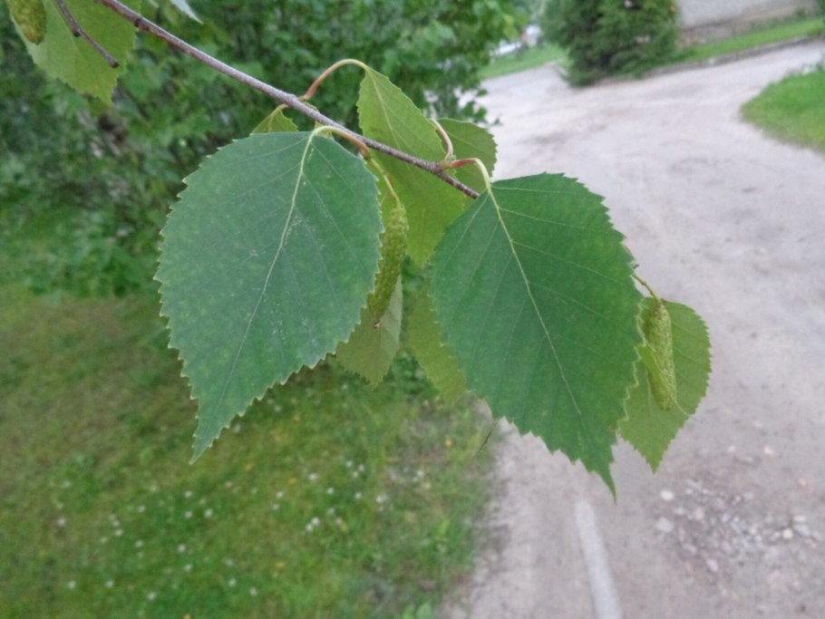 Береза пушистая Betula pubescens листья