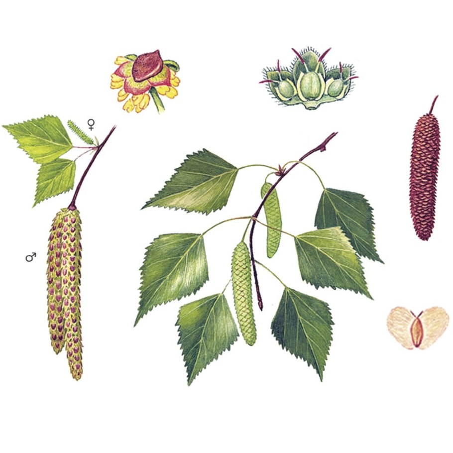 Береза пушистая (лат. Betula pubescens)