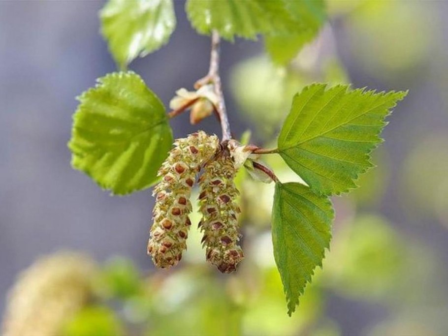 Береза пушистая Betula pubescens