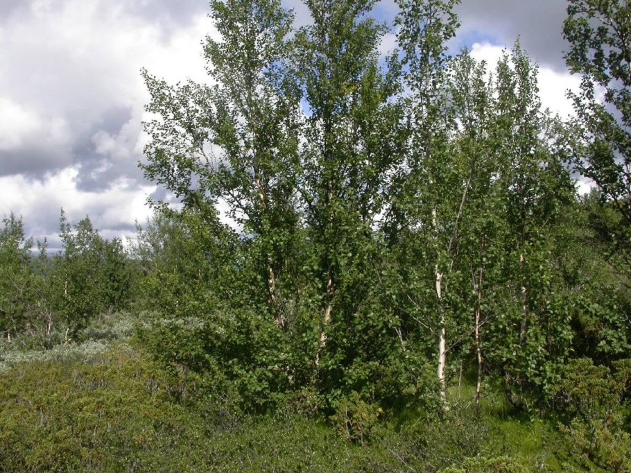 Береза пушистая Betula pubescens