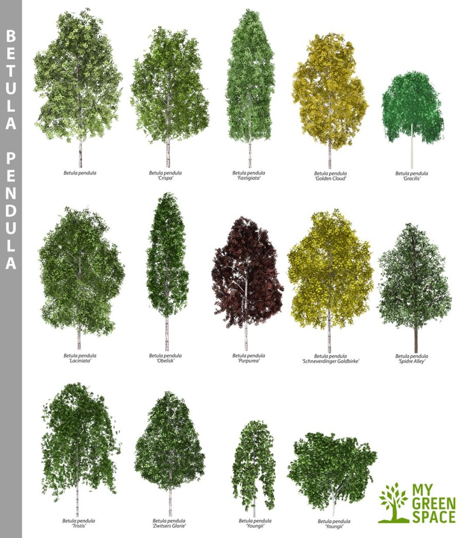 Береза обыкновенная (Betula pendula)
