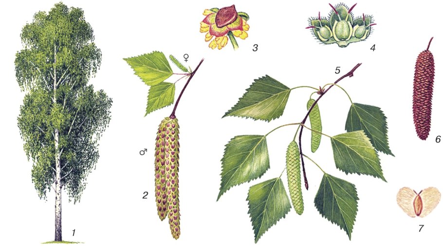 Береза повислая Юнги Betula pendula Youngii