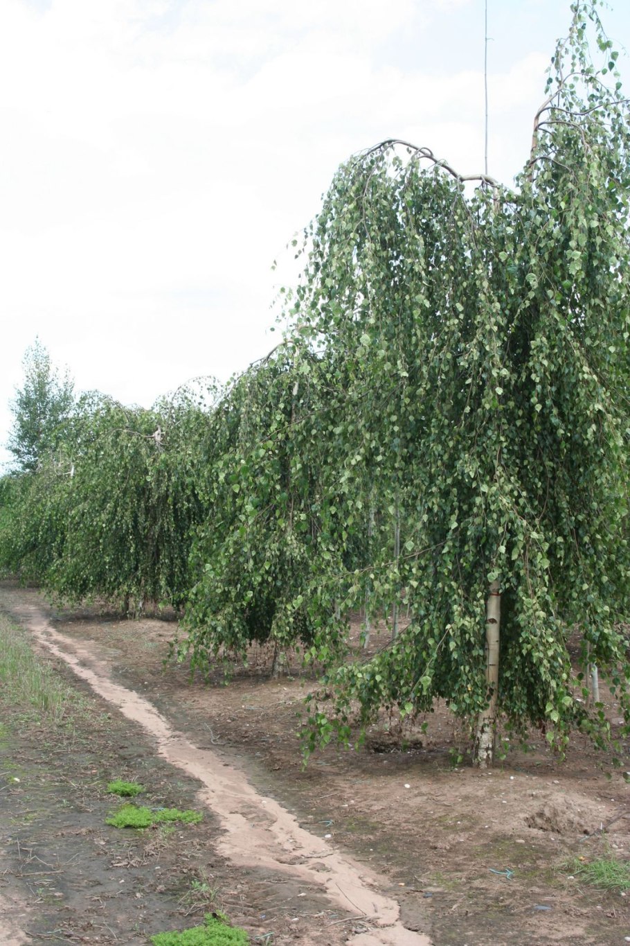 Береза повислая Юнги