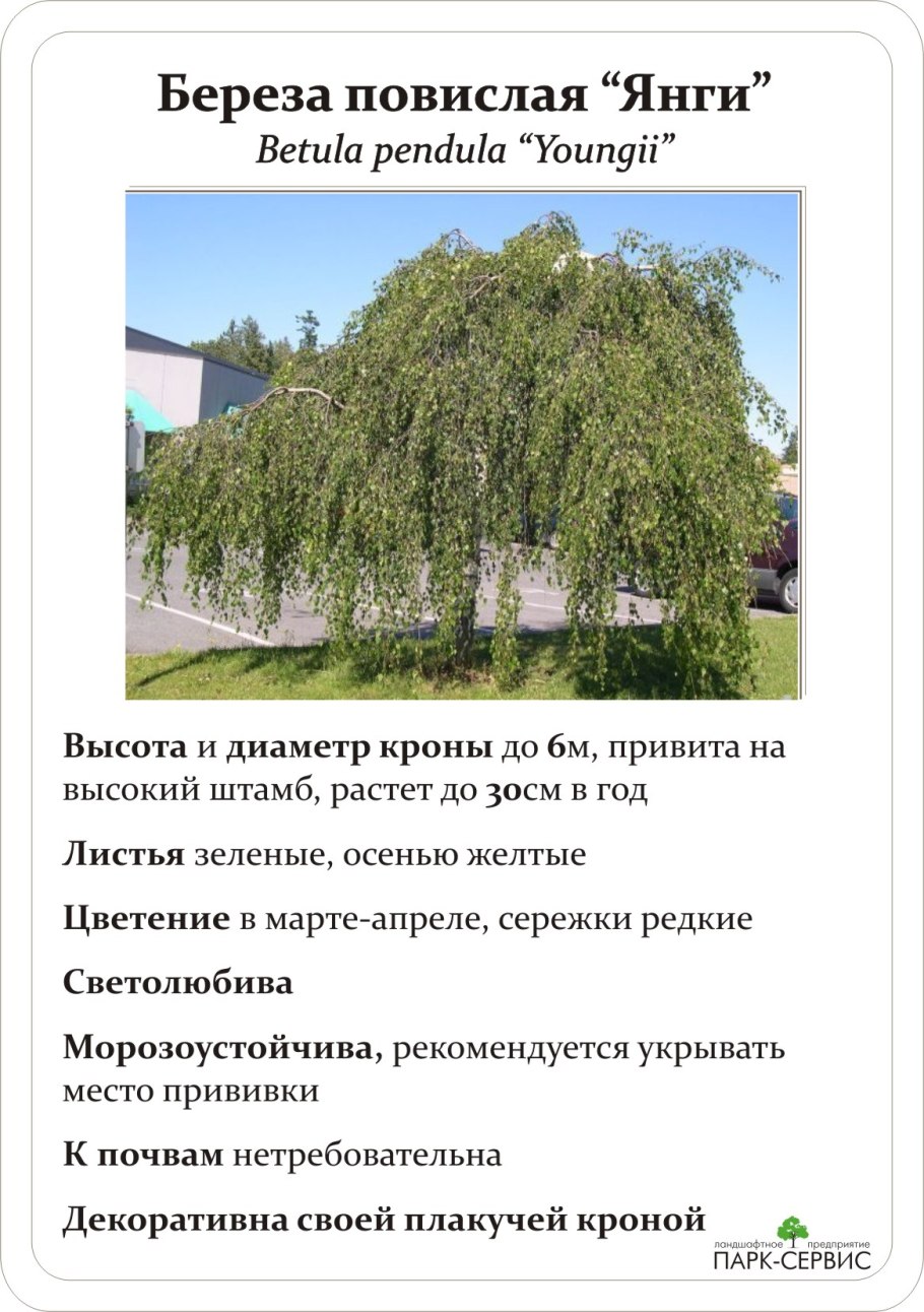 Береза повислая Фастигиата осенью