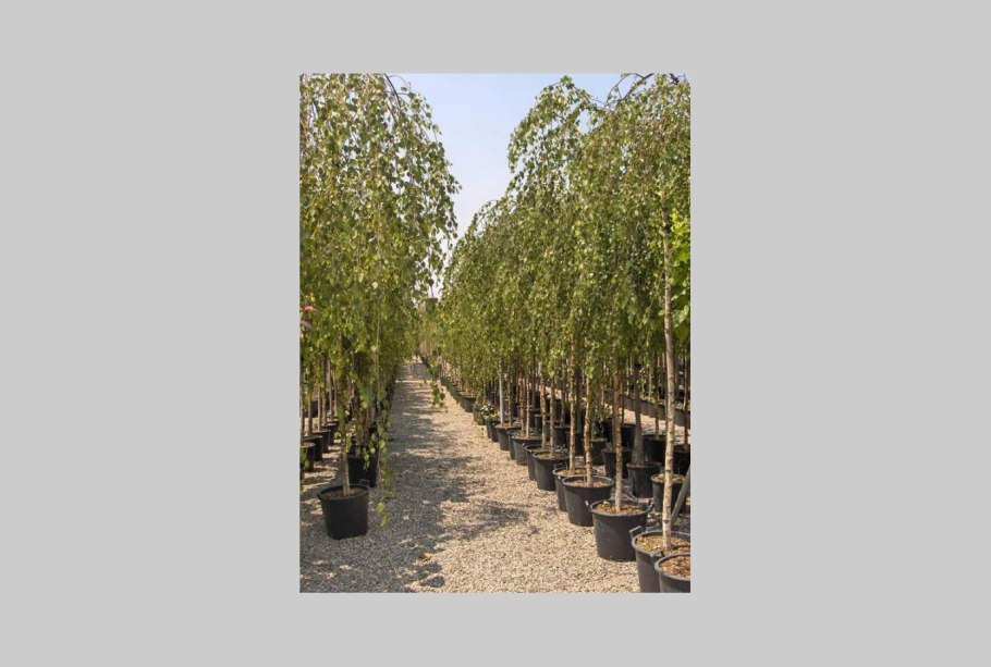 Betula Alba Youngii (pendula)