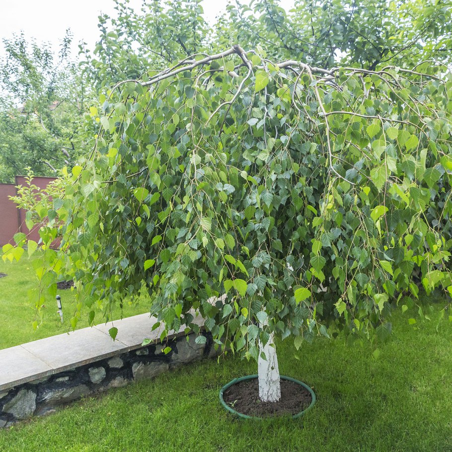 Береза повислая Betula pendula “Youngii”