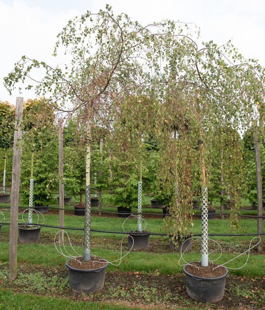 Береза повислая Юнги Betula pendula Youngii