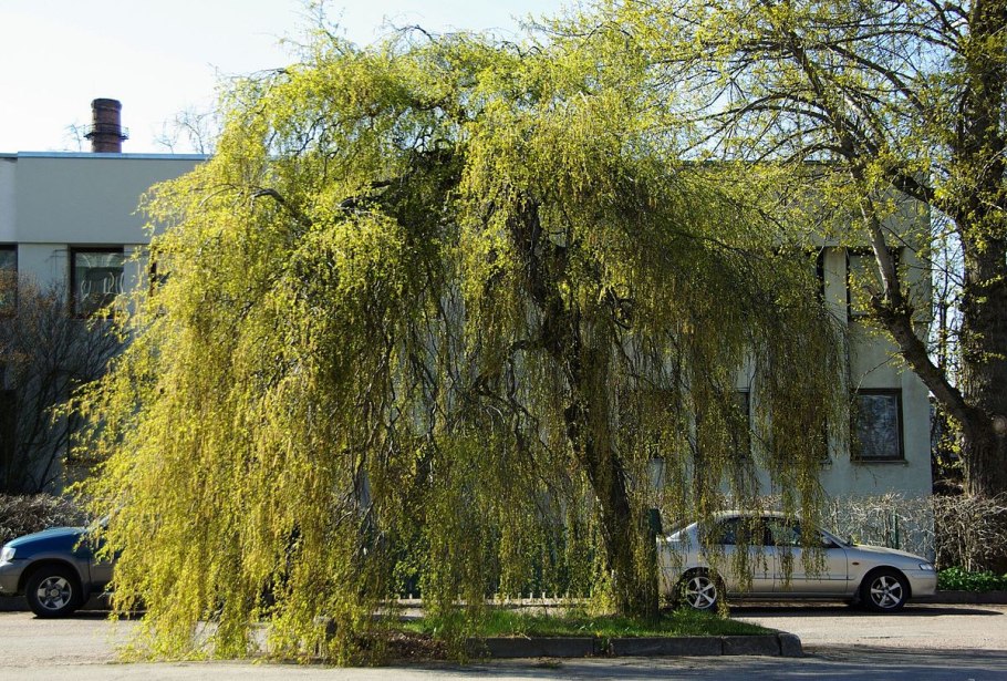 Береза повислая Юнги Betula pendula Youngii