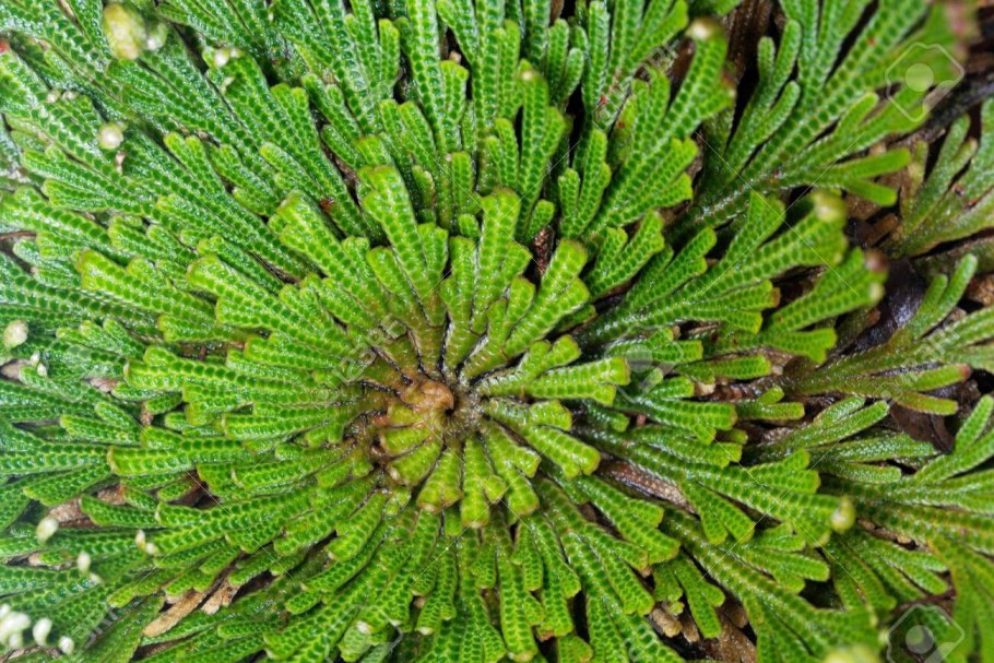 Lepidophyllum quadrangulare