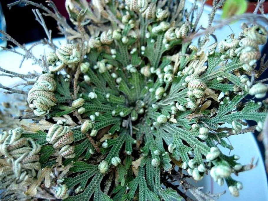 Селагинелла (Плаунок), иерихонская роза